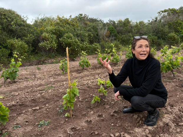 Woman crouched beside grapevine plants